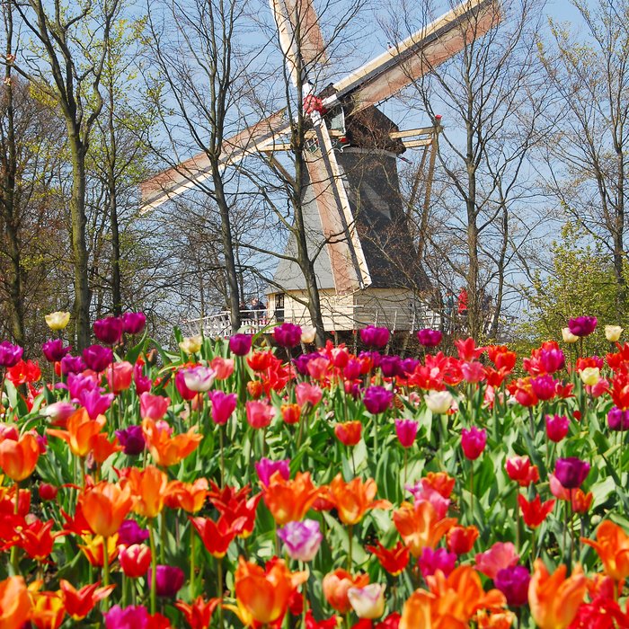 KEUKENHOF 2024